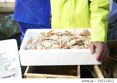 賀露港 カニ漁 選別 賀露港 カニ漁 選別 29211812