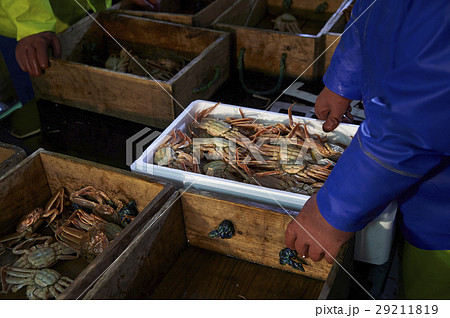 賀露港　カニ漁　選別 29211819