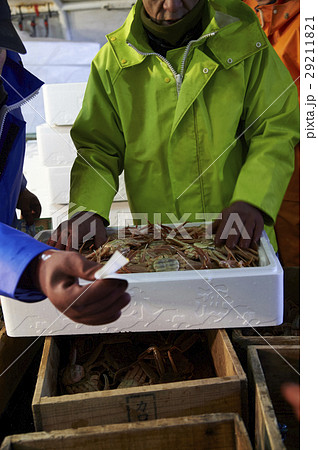 賀露港 カニ漁 選別 賀露港 カニ漁 選別 29211821