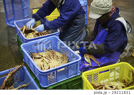 カニ 卸売市場 出荷作業 カニ 卸売市場 出荷作業 29211831