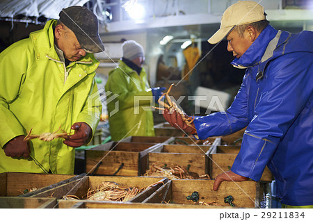 賀露港 カニ漁 選別 賀露港 カニ漁 選別 29211834