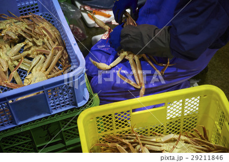 カニ　卸売市場　出荷作業 29211846