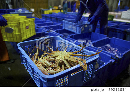 カニ　卸売市場　出荷作業 29211854