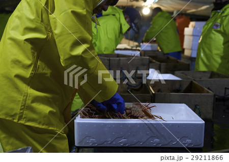 賀露港　カニ漁　選別 29211866