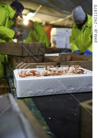 賀露港　カニ漁　選別 29211870