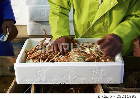 賀露港　カニ漁　選別 29211895