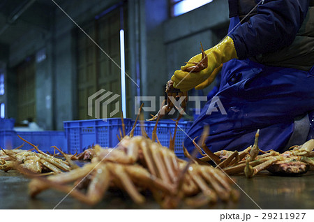 卸売市場　出荷作業　松葉がに 29211927