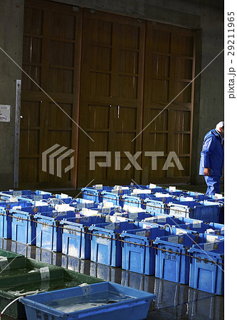 カニ 卸売市場 出荷作業 カニ 卸売市場 出荷作業 29211965
