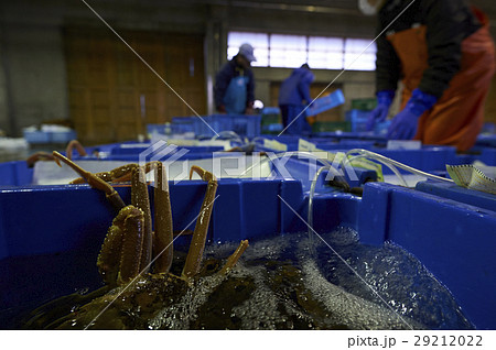 カニ　卸売市場　出荷作業 29212022