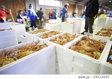 卸売市場 競り 水産 卸売市場 競り 水産 29212035