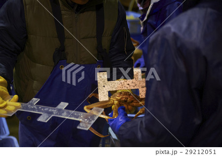 卸売市場　出荷作業　松葉がに 29212051