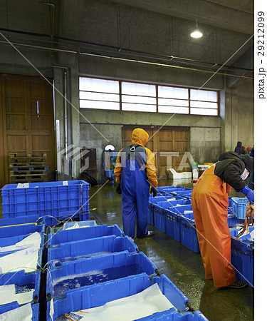 卸売市場　出荷作業　水産　カニ 29212099