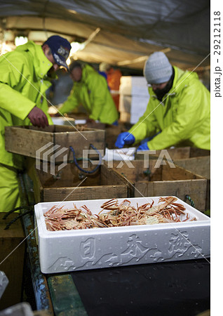 賀露港 カニ漁 選別 賀露港 カニ漁 選別 29212118