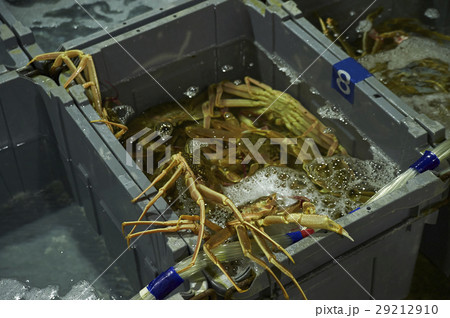 卸売市場　出荷　松葉がに 29212910