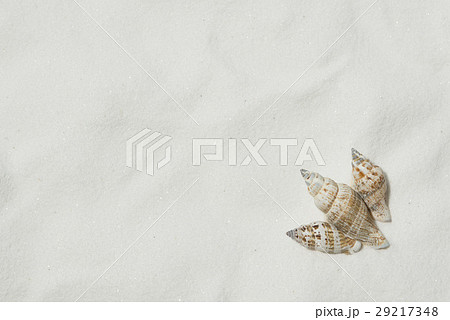 砂と巻貝 砂と巻貝 29217348