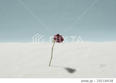 砂と薔薇 砂と薔薇 29218438