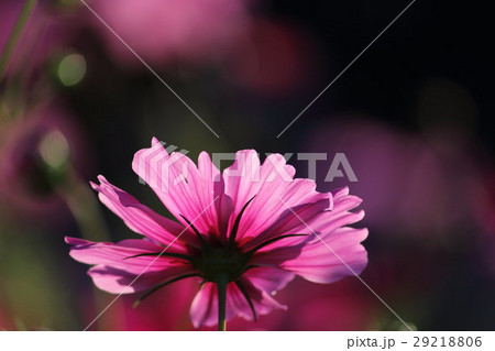 コスモス (センセーション) その47。 Cosmos flower コスモス (センセーション) その47。 Cosmos flower 29218806