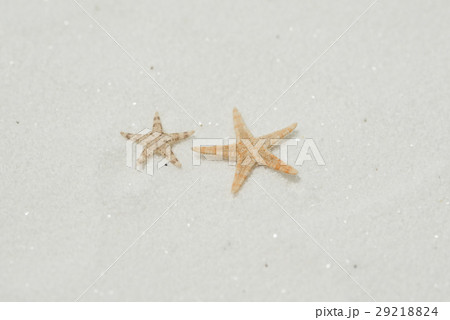 砂とヒトデ 29218824