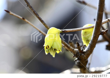 トサミズキ(土佐水木) トサミズキ(土佐水木) 29219777