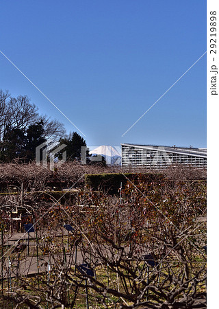 神代植物公園ばら園と富士山 29219898