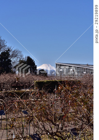 神代植物公園ばら園と富士山 29219899