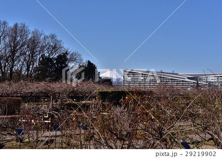 神代植物公園ばら園と富士山 神代植物公園ばら園と富士山 29219902