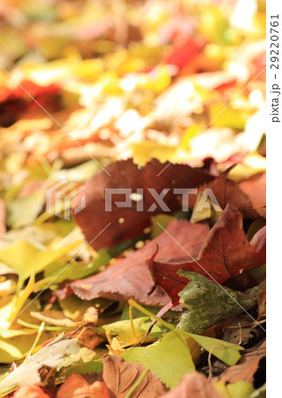 北大 北海道大学 黄色の葉 29220761