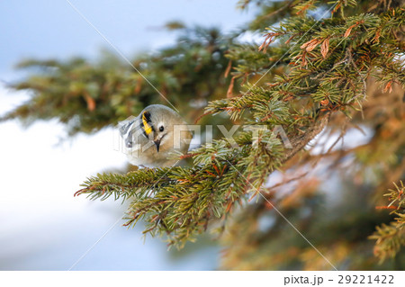 キクイタダキ Goldcrest 29221422