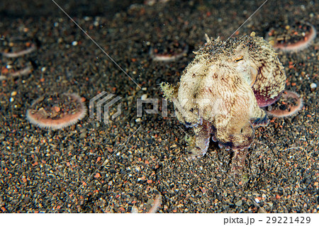 coconut octopus underwater portrait hiding in sand 29221429