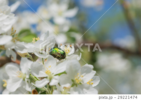 Rose chafer on an apple flower 29221474