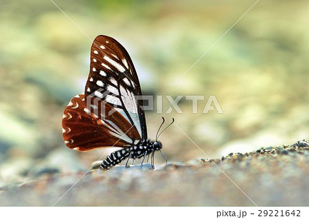 蝶 チョウ 蝴蝶 29221642