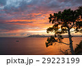 Pine tree over sea on fire sunset 29223199