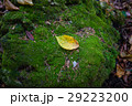 Leaf over green stone 29223200