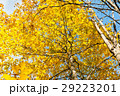Yellow foliage and blue sky background fall season 29223201