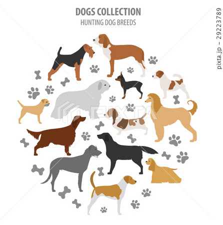 Hunting dog breeds collection isolated on white 29223789