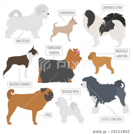 Miniature toy dog breeds collection isolated Miniature toy dog breeds collection isolated 29223802