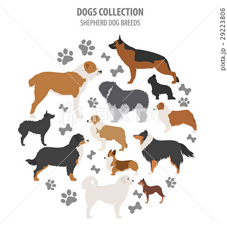 Shepherd dog breeds, sheepdog collection isolated Shepherd dog breeds, sheepdog collection isolated 29223806