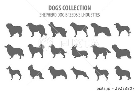 Shepherd dog breed, sheepdogs collection isolated  29223807