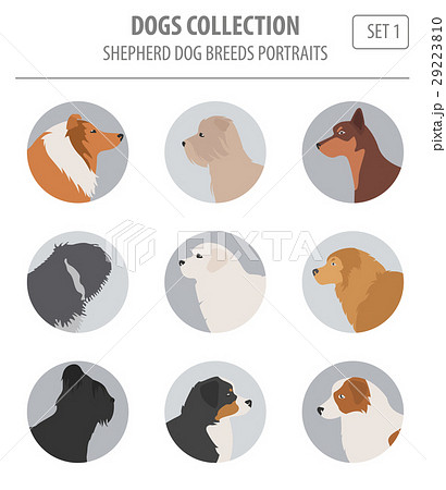 Shepherd dog breeds, sheepdogs collection isolated 29223810