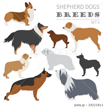 Shepherd dog breeds, sheepdogs collection isolated 29223811