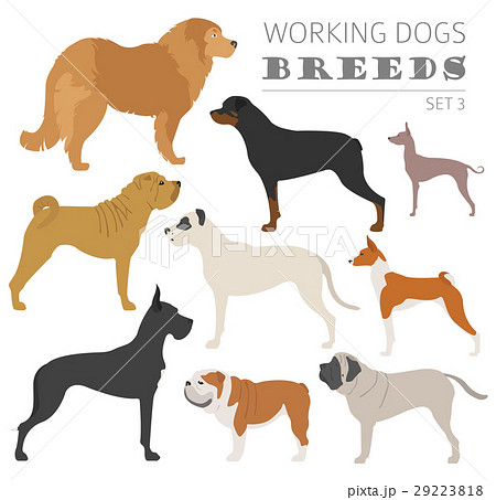 Working (watching) dog breeds collection isolated  29223818