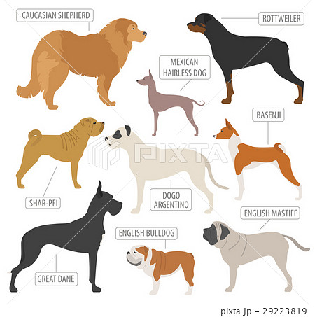 Working (watching) dog breeds collection isolated  29223819