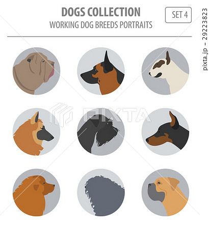 Working (watching) dog breeds collection isolated  29223823