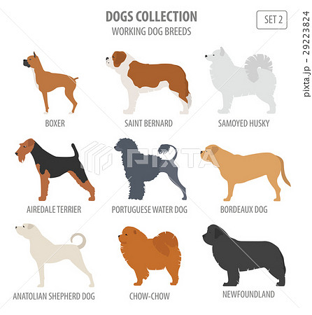 Working (watching) dog breeds collection isolated  29223824
