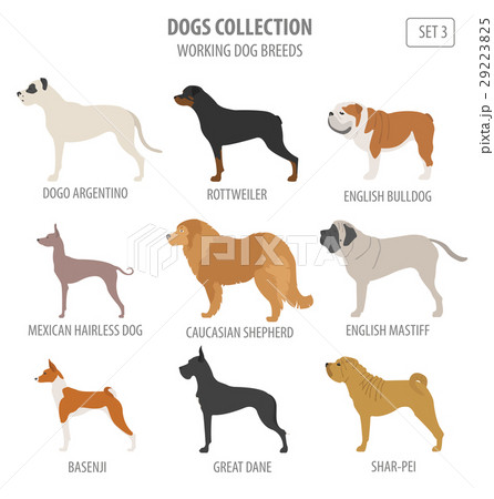 Working (watching) dog breeds collection isolated  29223825