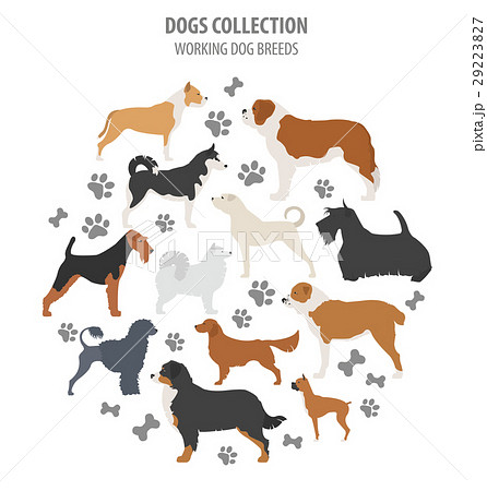 Working (watching) dog breeds collection isolated  29223827