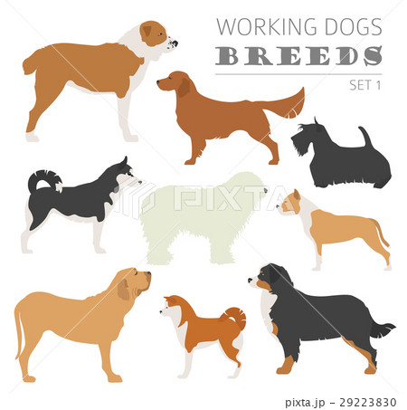 Working (watching) dog breeds collection isolated Working (watching) dog breeds collection isolated 29223830