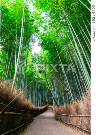 京都 嵯峨野 竹林の道 京都 嵯峨野 竹林の道 29224459