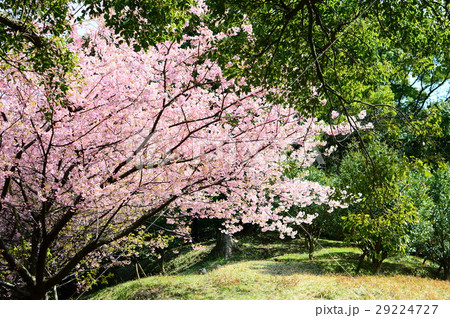 桜 29224727