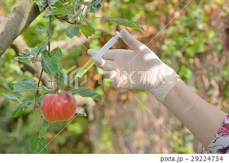Injecting liquid to red apple using syringe 29224734